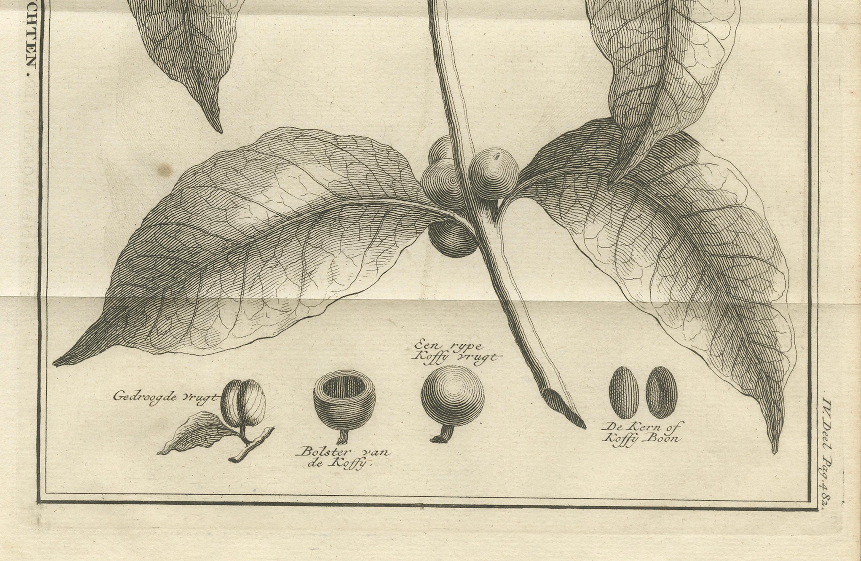 Botanischer Kupferstich der Kaffeepflanze - Niederländische Kolonialzeit, um 1737 (Mitte des 18. Jahrhunderts) im Angebot