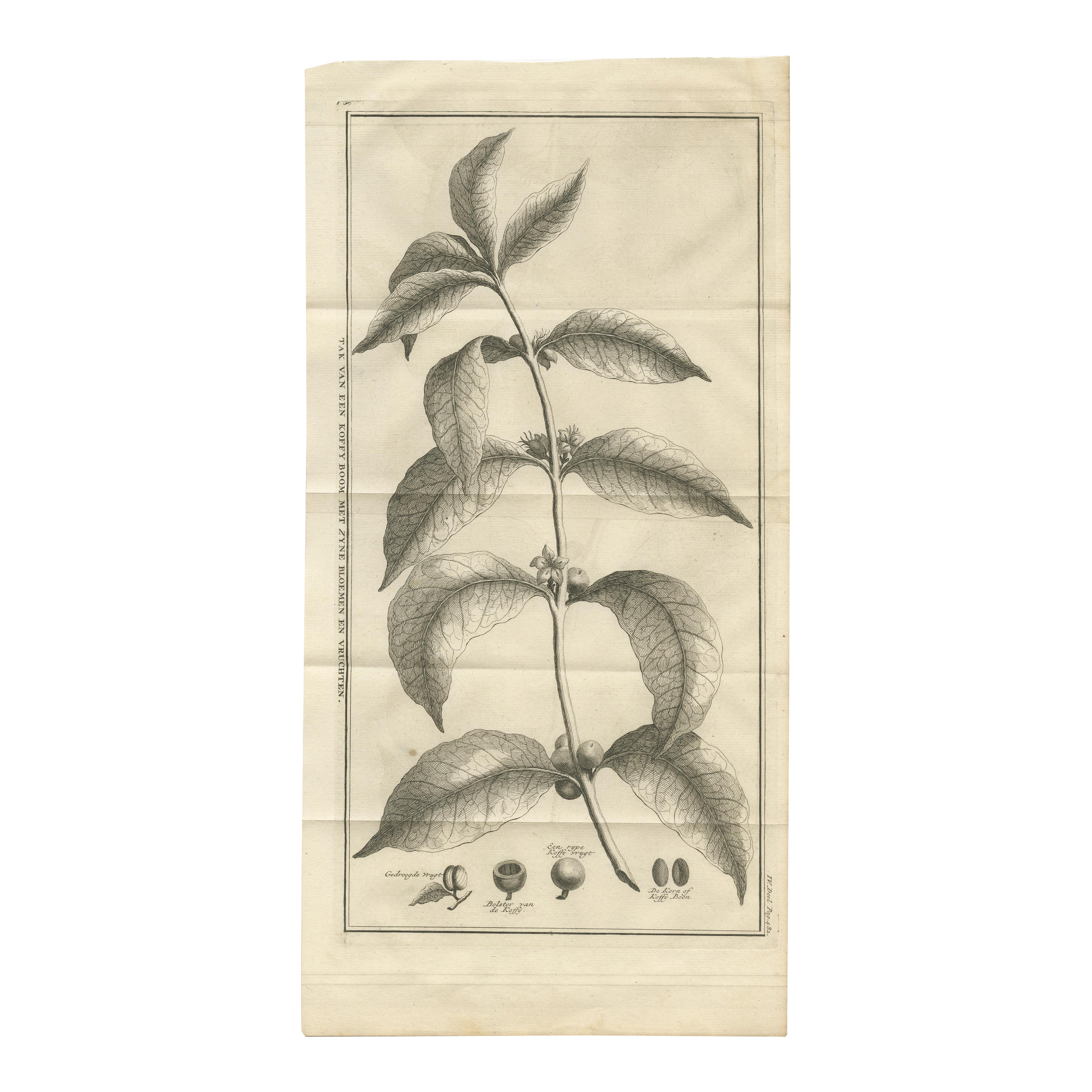Botanischer Kupferstich der Kaffeepflanze - Niederländische Kolonialzeit, um 1737 im Angebot