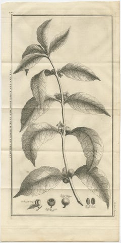 Gravure botanique du caféier - Période coloniale hollandaise, c.1737