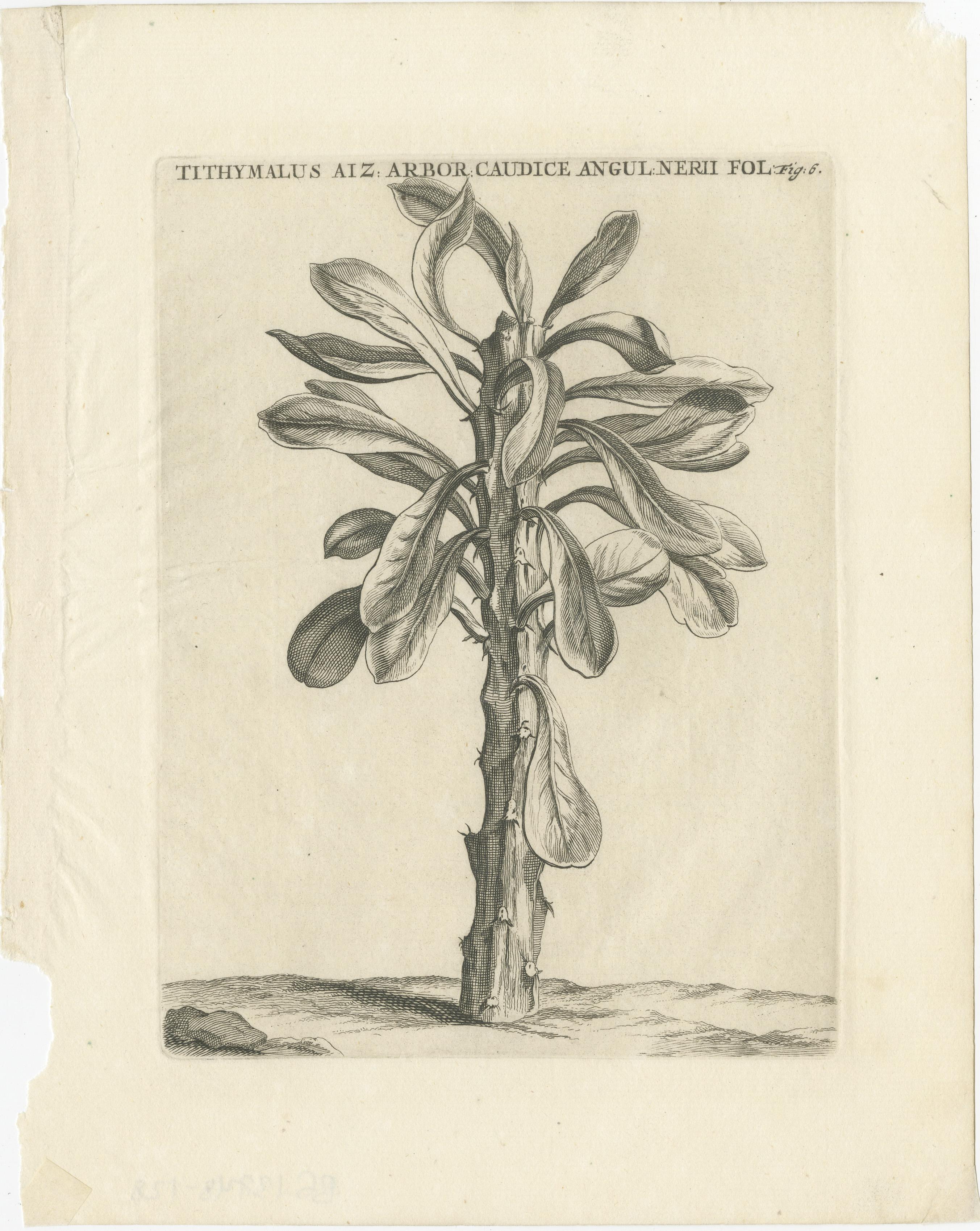 Botanischer Kupferstich von Tithymalus Aiz Arbor aus dem Werk von Caspar Commelin, 1706

Bei diesem Stich handelt es sich möglicherweise um eine botanische Illustration aus Caspar Commelins 