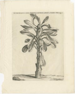 Botanical Engraving of Tithymalus Aiz Arbor from Caspar Commelin’s Work, 1706