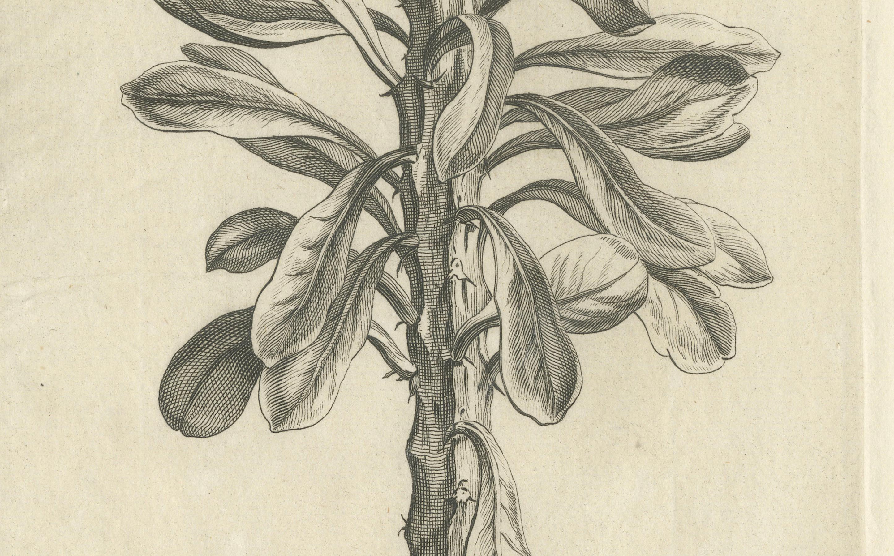 Botanischer Kupferstich von Tithymalus Aiz Arbor aus dem Werk von Caspar Commelin, 1706 (Graviert) im Angebot