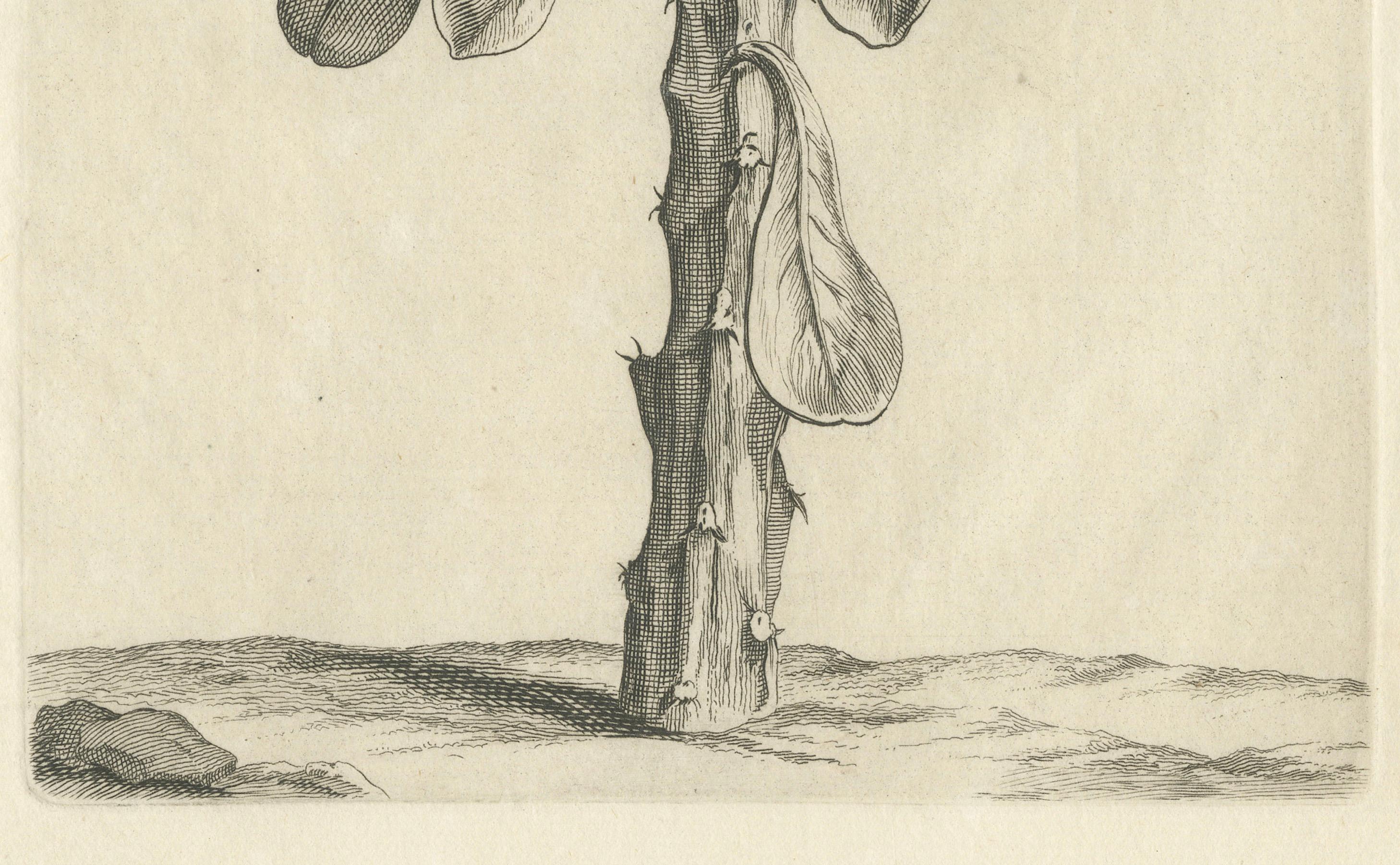 Botanischer Kupferstich von Tithymalus Aiz Arbor aus dem Werk von Caspar Commelin, 1706 im Zustand „Gut“ im Angebot in Langweer, NL
