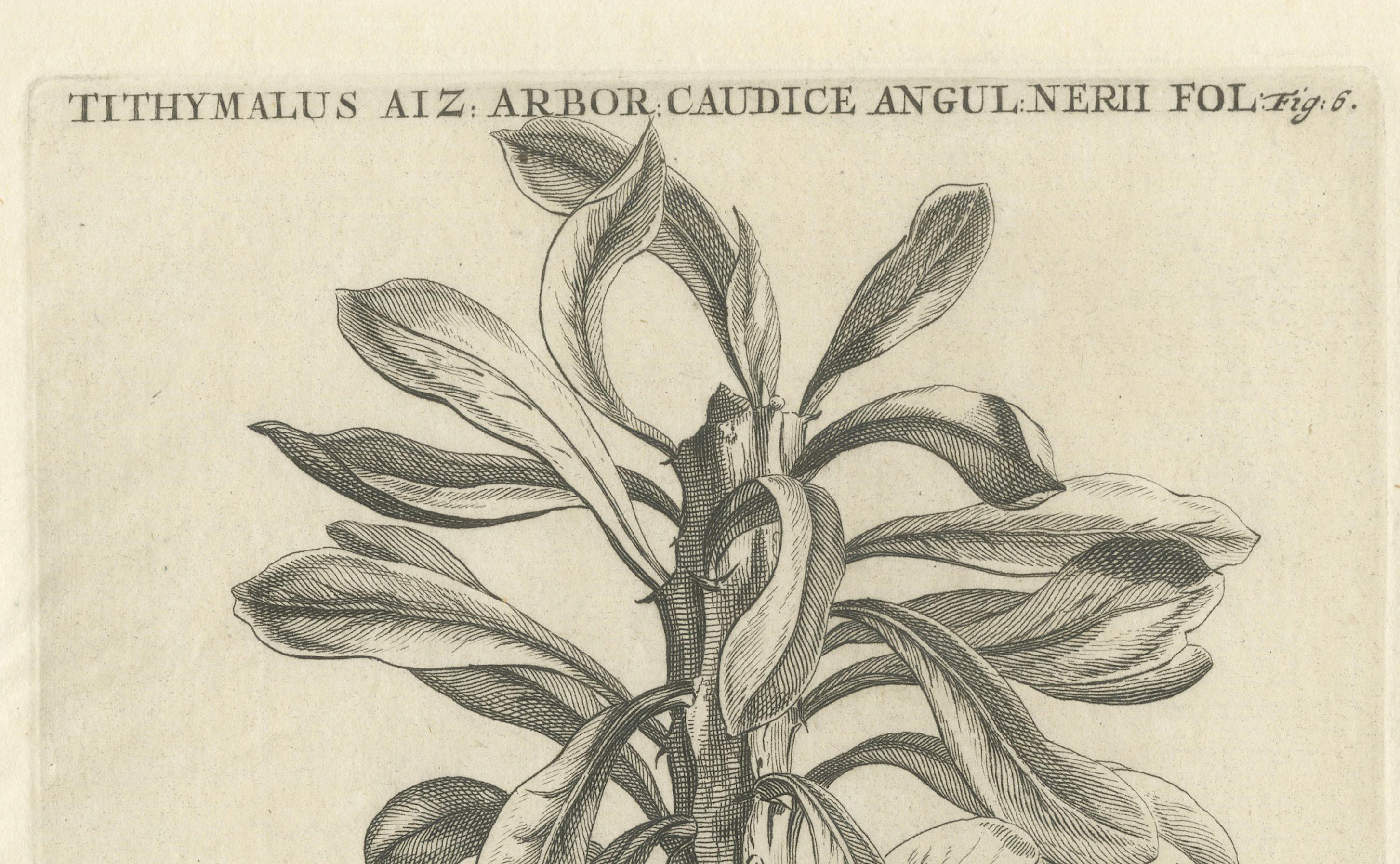 Botanischer Kupferstich von Tithymalus Aiz Arbor aus dem Werk von Caspar Commelin, 1706 (Frühes 18. Jahrhundert) im Angebot