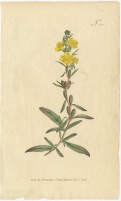 Botanical Engraving of Yellow Loosestrife (Lysimachia) - Rare 1796 Floral Print