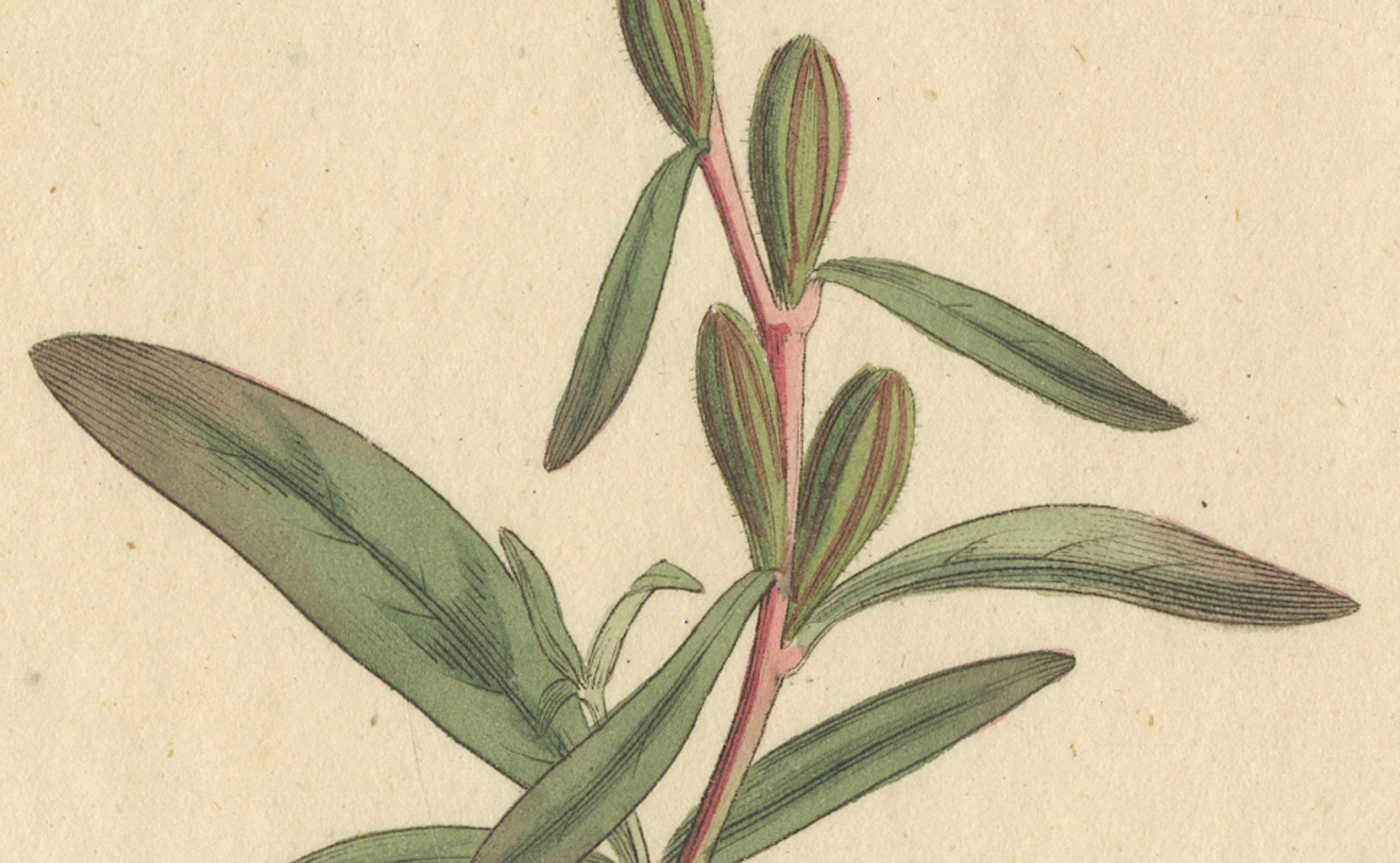 Engraved Botanical Engraving of Yellow Loosestrife (Lysimachia) - Rare 1796 Floral Print For Sale
