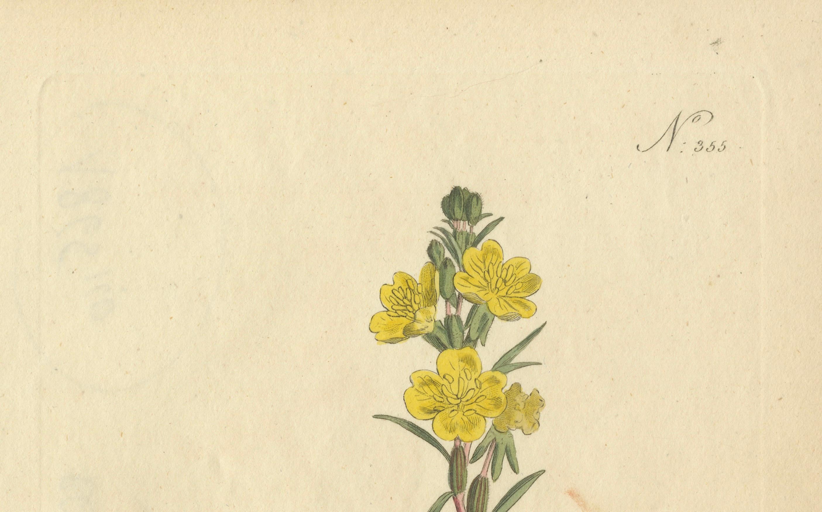 Botanical Engraving of Yellow Loosestrife (Lysimachia) - Rare 1796 Floral Print In Good Condition For Sale In Langweer, NL