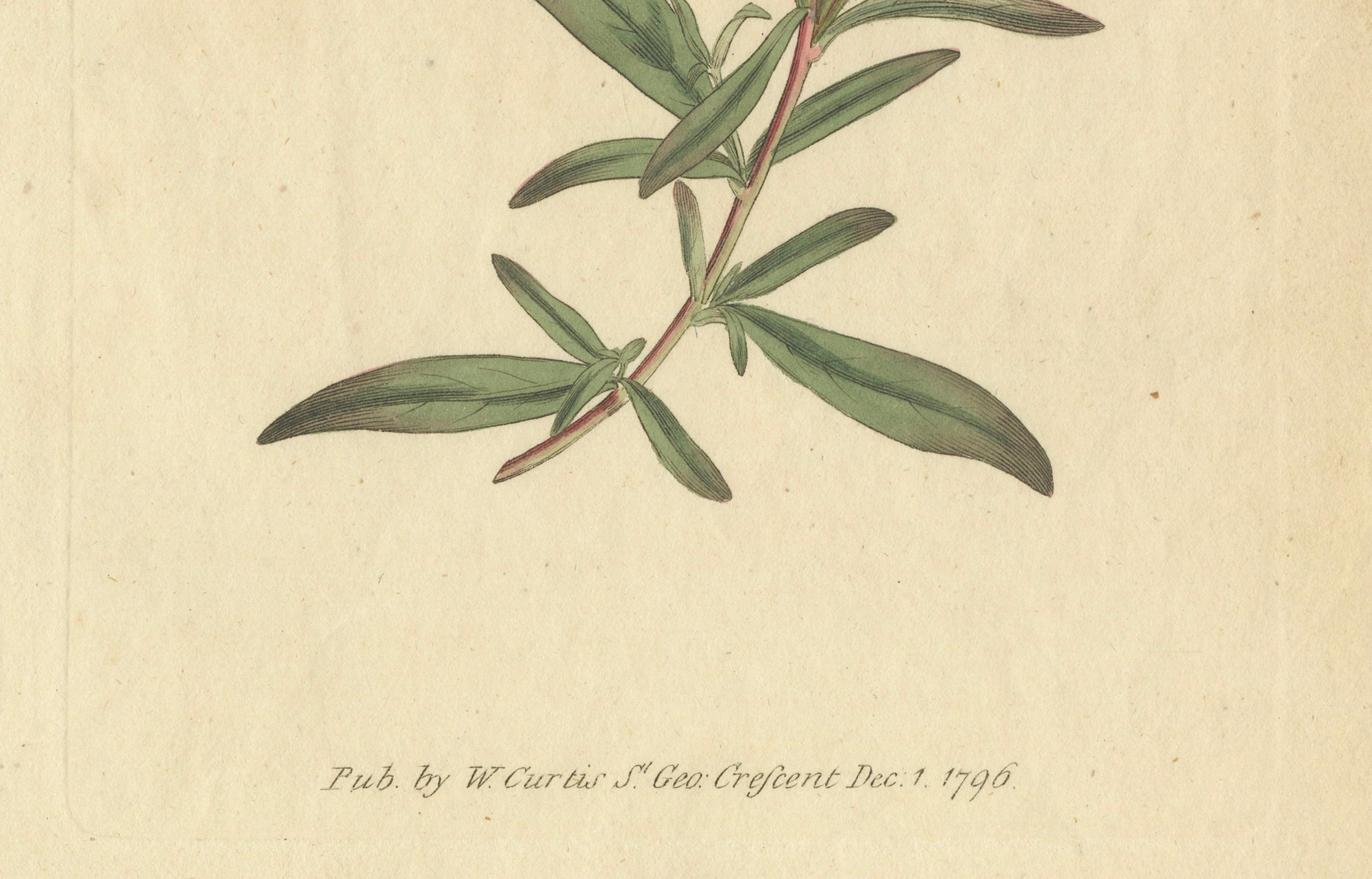 Late 18th Century Botanical Engraving of Yellow Loosestrife (Lysimachia) - Rare 1796 Floral Print For Sale