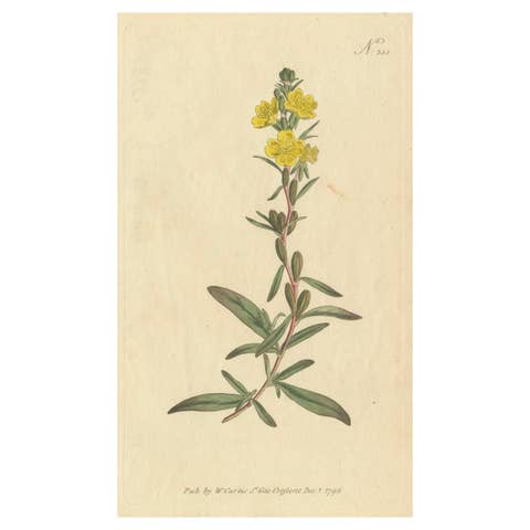 Botanical Engraving of Yellow Loosestrife (Lysimachia) - Rare 1796 Floral Print