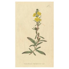 Grabado botánico de la salicaria amarilla (Lysimachia) - Rara impresión floral de 1796