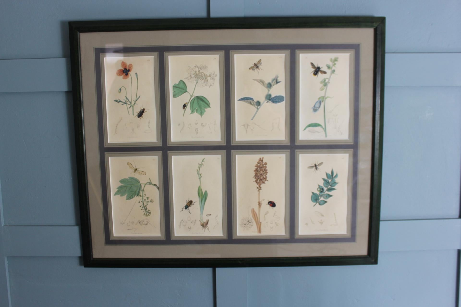 Gravures botaniques de John Curtis 19e siècle en vente 2