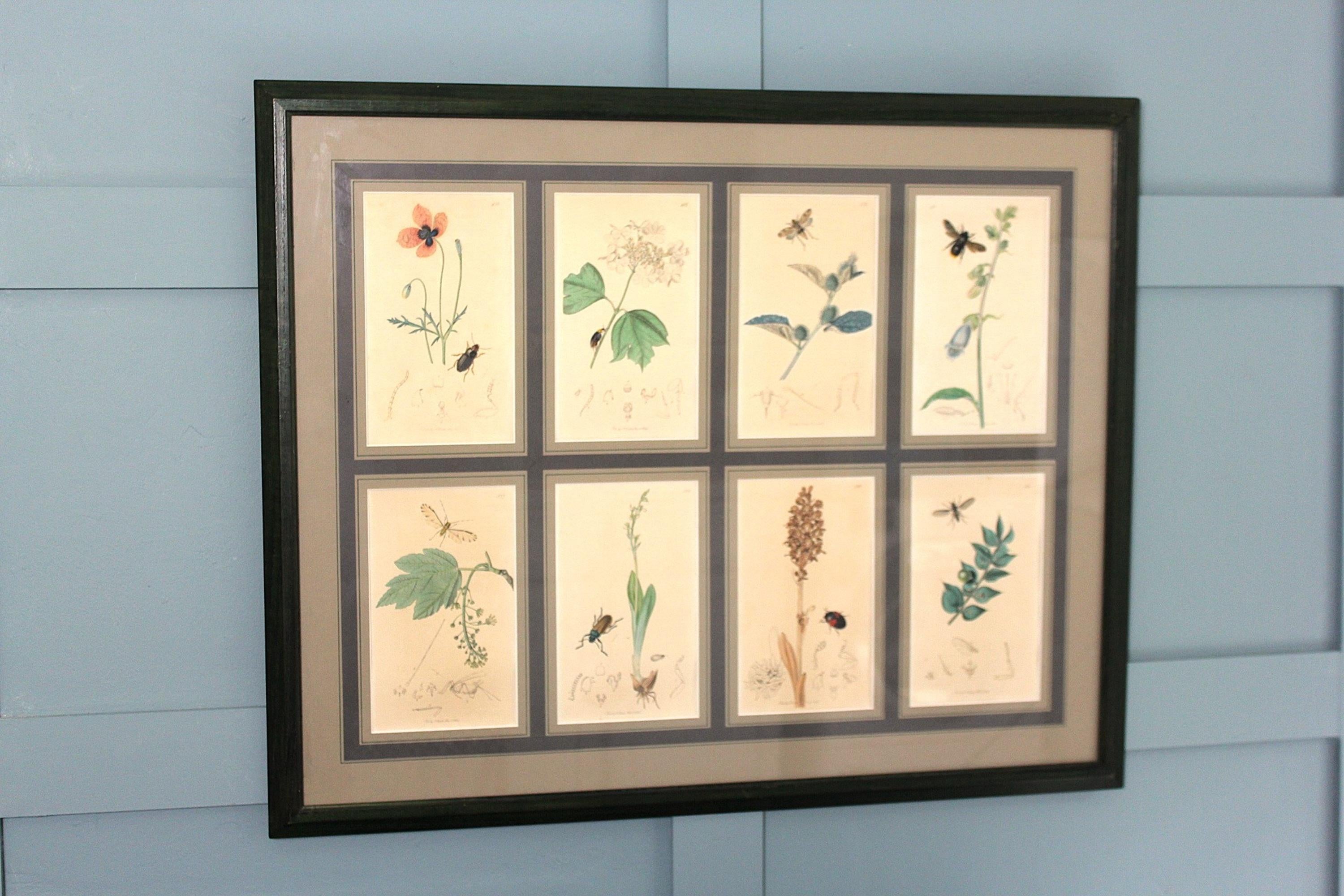 Incisioni botaniche di John Curtis del XIX secolo in vendita 7