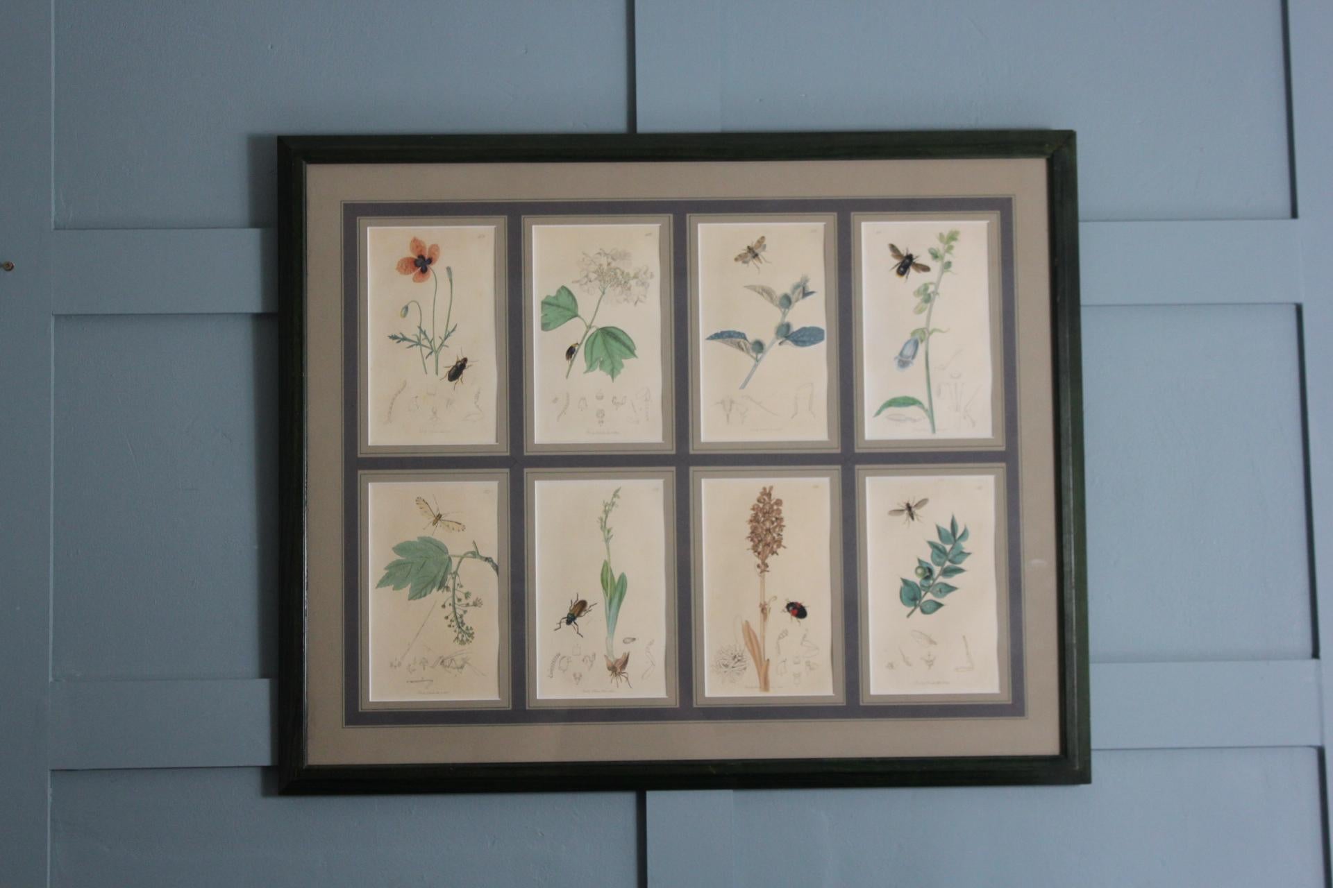 Gravures botaniques du 19e siècle : Une forme d'art Timeless-art
L'héritage de John Curtis et des gravures botaniques du XIXe siècle


🖋 Histoire de la provenance - Gravures botaniques du XIXe siècle avec insectes, d'après John Curtis

Ces tirages