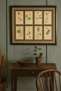 Botanical Engravings by John Curtis 19th century