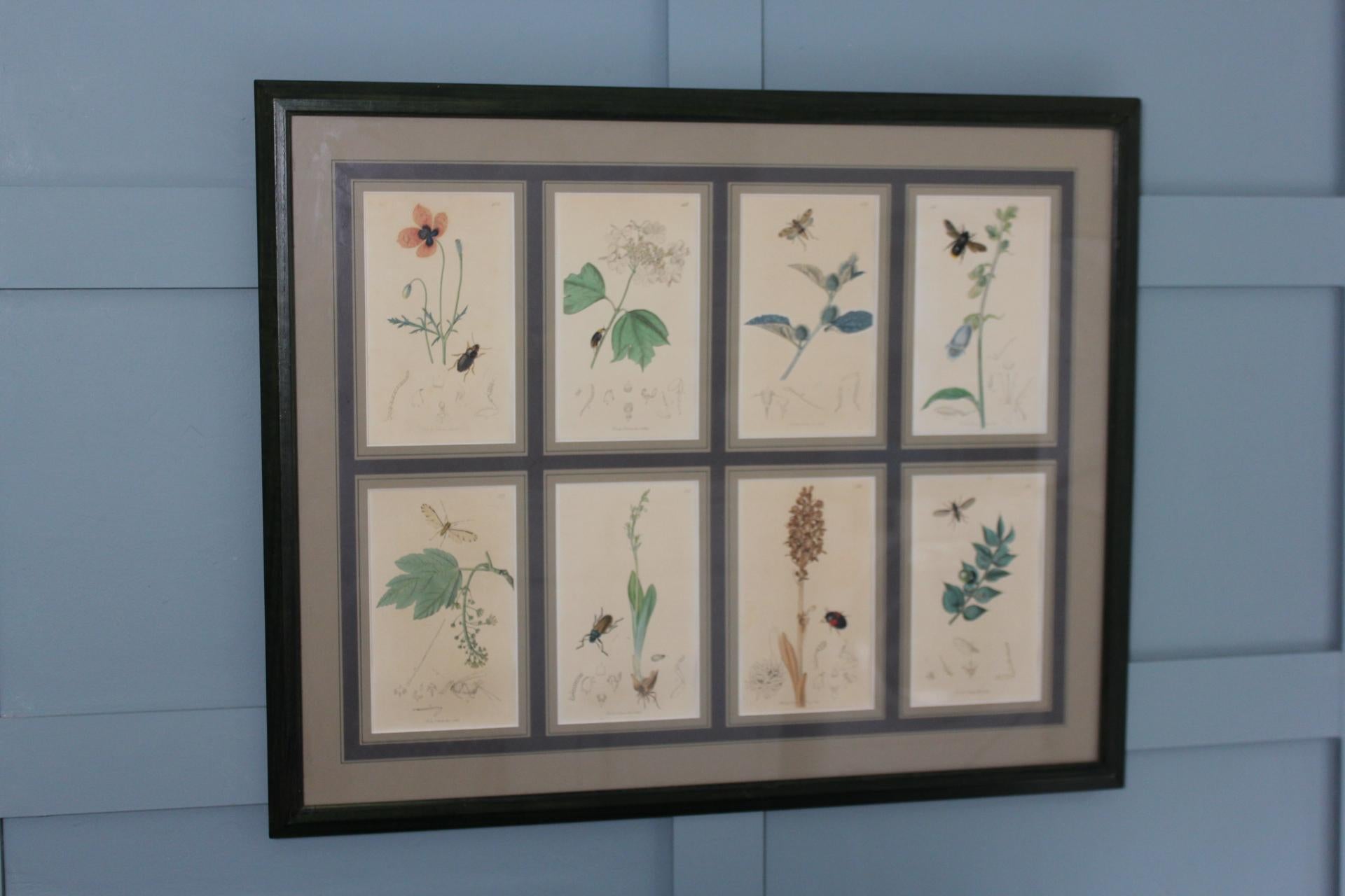 Gravures botaniques de John Curtis 19e siècle Bon état - En vente à Seaford, GB