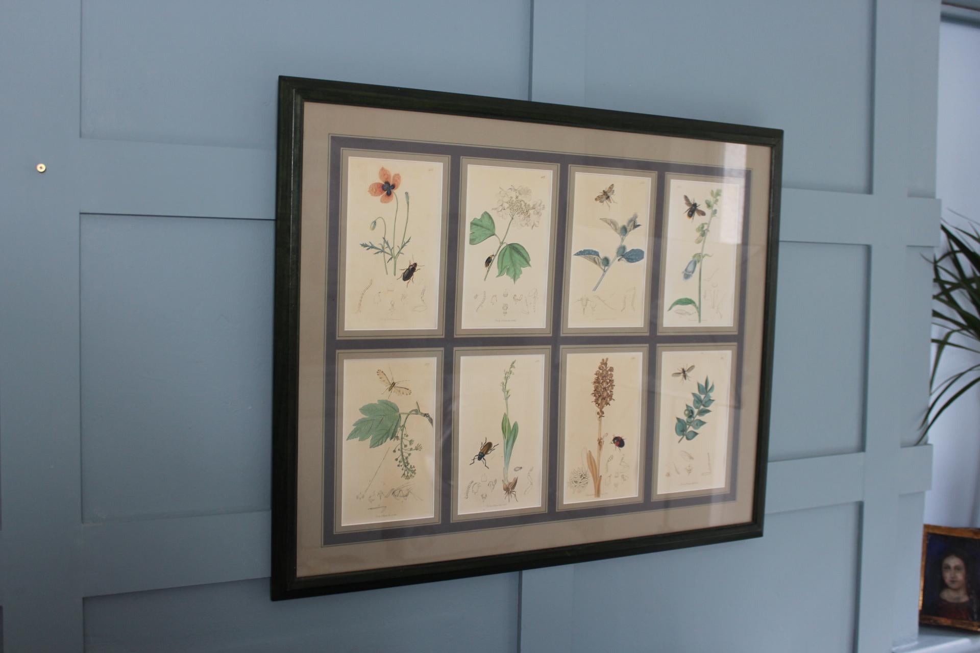 XIXe siècle Gravures botaniques de John Curtis 19e siècle en vente