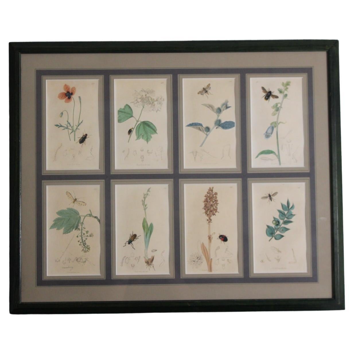 Botanical Engravings by John Curtis 19th century