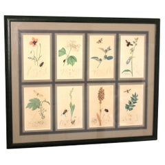 botanische Stiche von John Curtis, 19. Jahrhundert