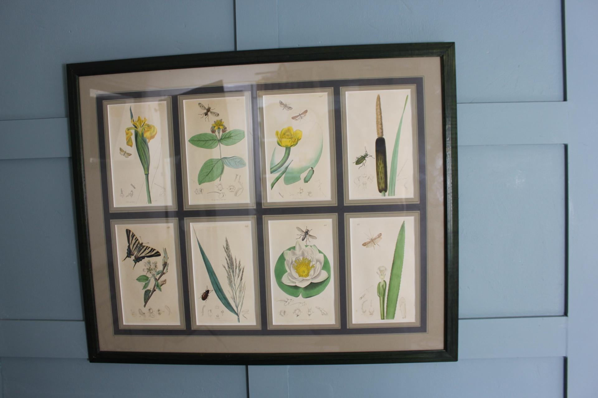 Set von 8 botanischen Gravuren von John Curtis, 19. Jahrhundert (Viktorianisch) im Angebot