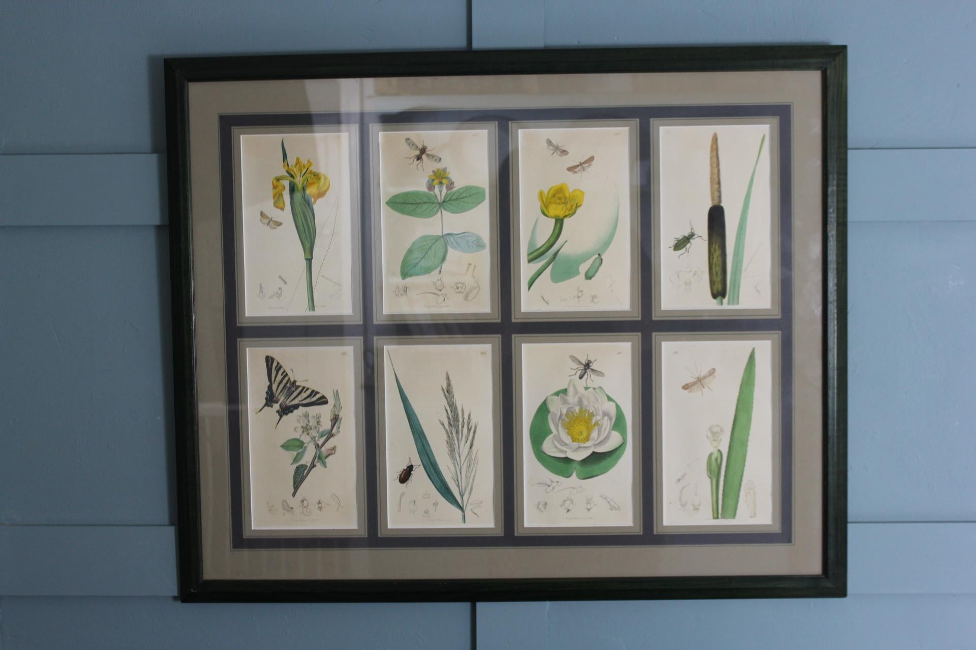 Set von 8 botanischen Gravuren von John Curtis, 19. Jahrhundert (Britisch) im Angebot