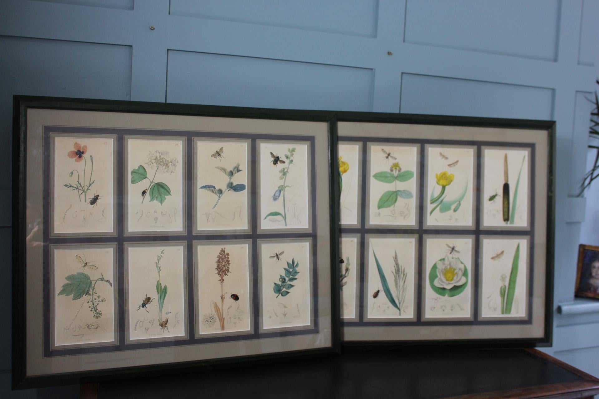 Set von 8 botanischen Gravuren von John Curtis, 19. Jahrhundert (Graviert) im Angebot
