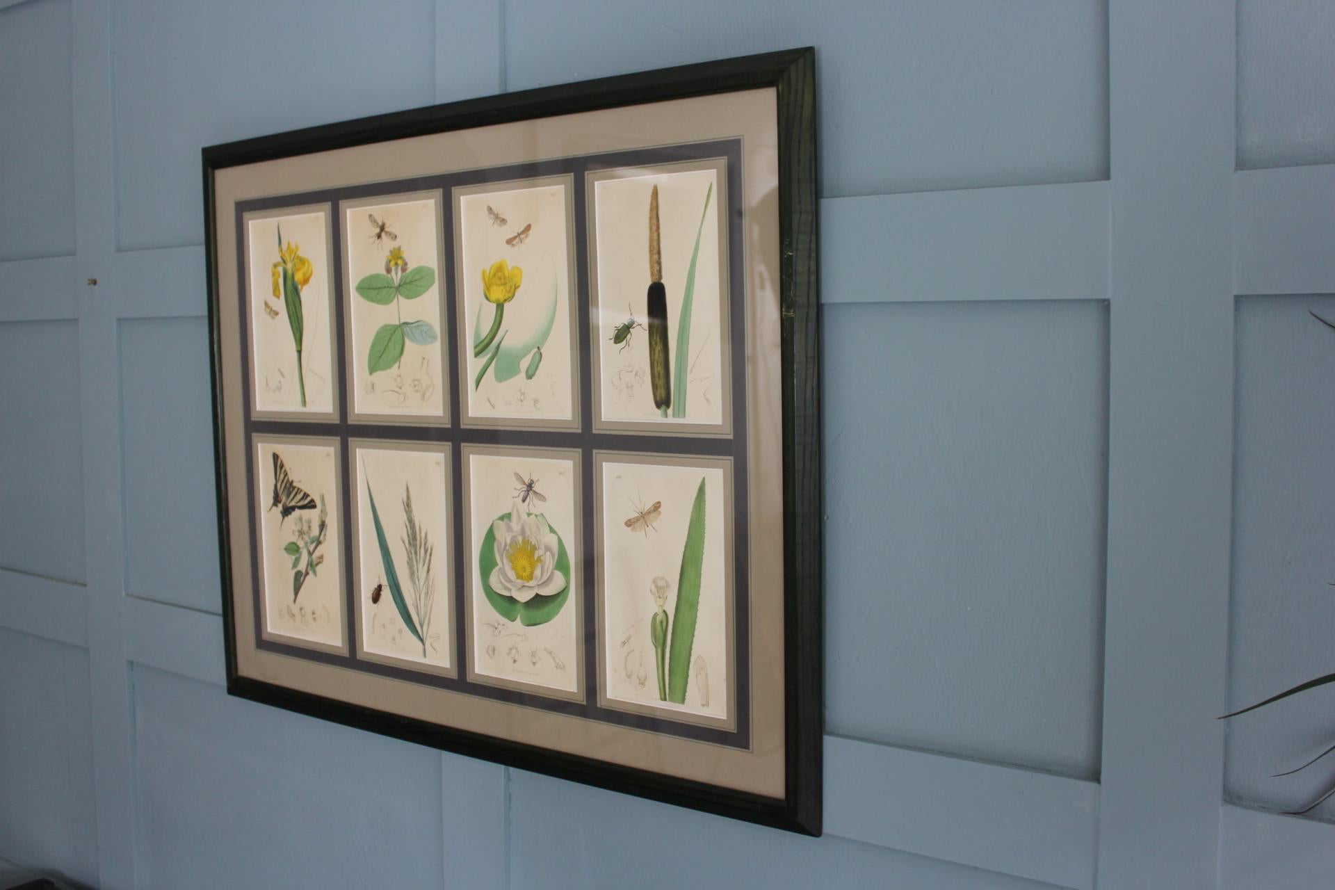 Set von 8 botanischen Gravuren von John Curtis, 19. Jahrhundert (Papier) im Angebot