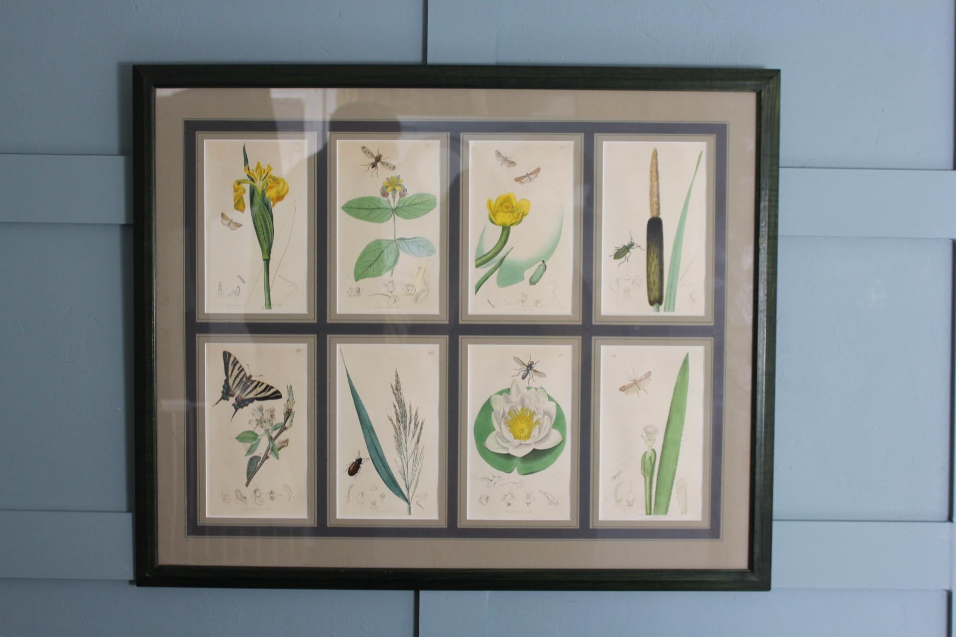 Set von 8 botanischen Gravuren von John Curtis, 19. Jahrhundert im Angebot 1