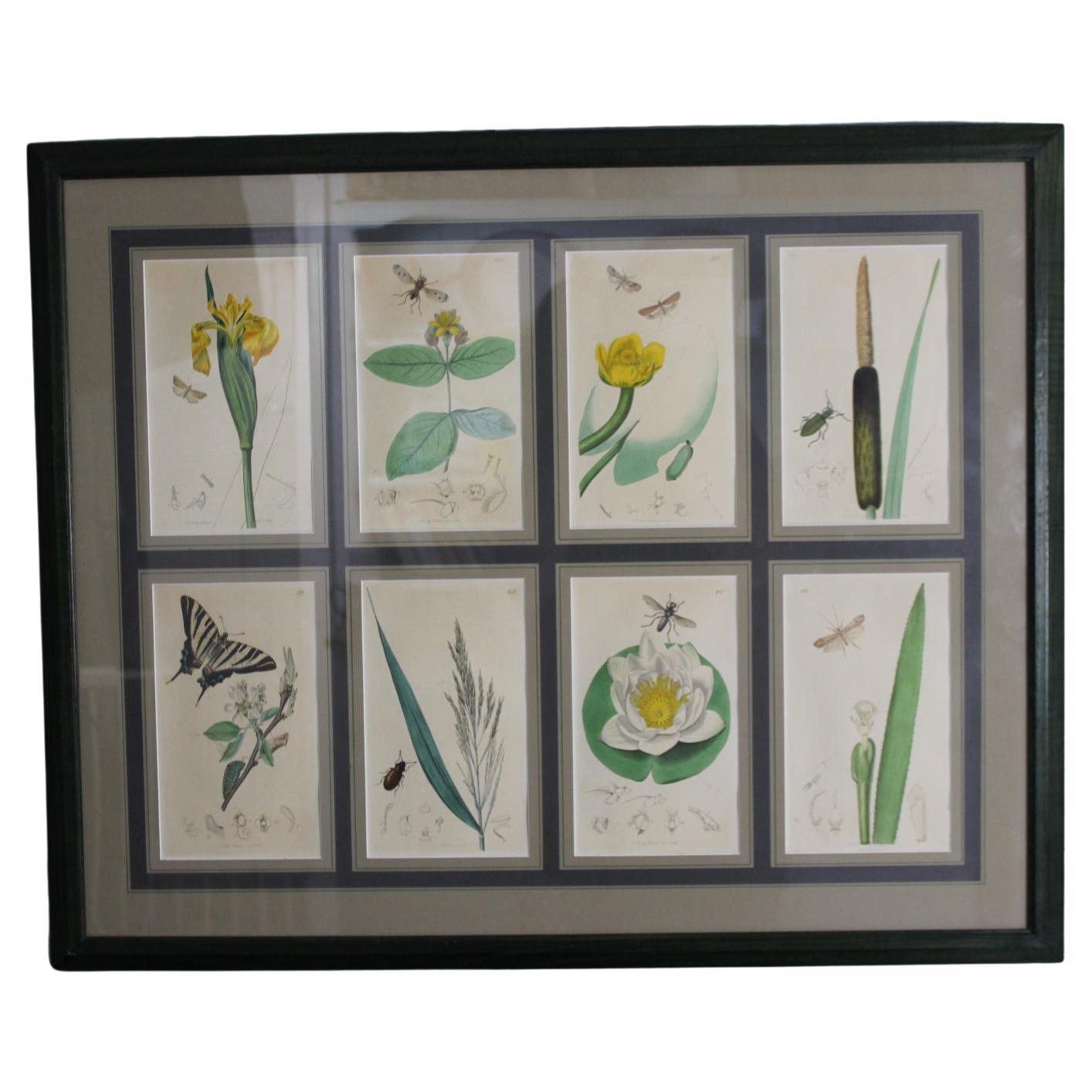 Botanical Engravings by John Curtis 19th century Set of 8 SOLD