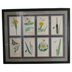 Botanical Engravings by John Curtis 19th century Set of 8 SOLD