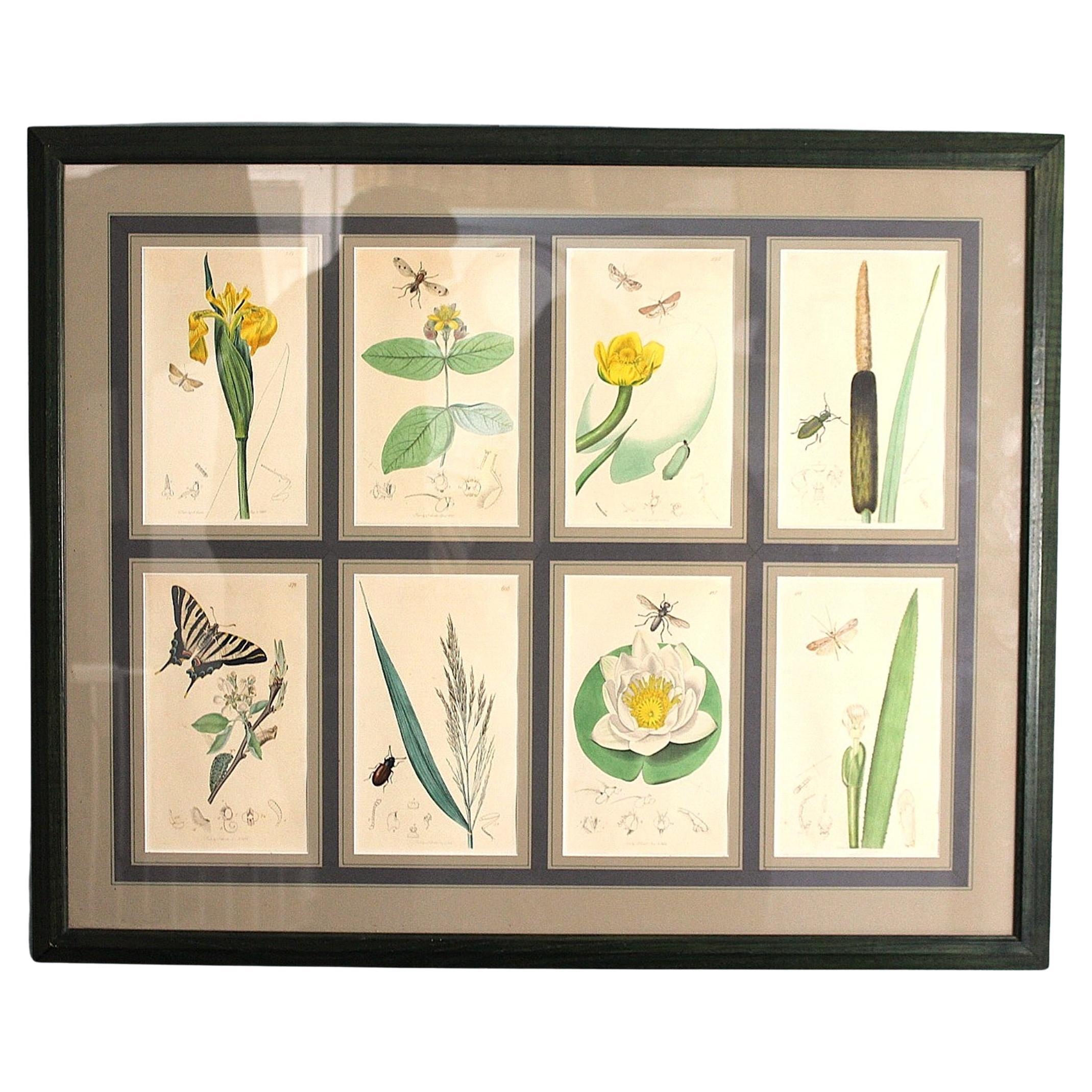 Set of 8 19th Century Botanical & Insect Engravings by John Curtis (Framed) For Sale