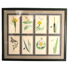 Set of 8 19th Century Botanical & Insect Engravings by John Curtis (Framed)