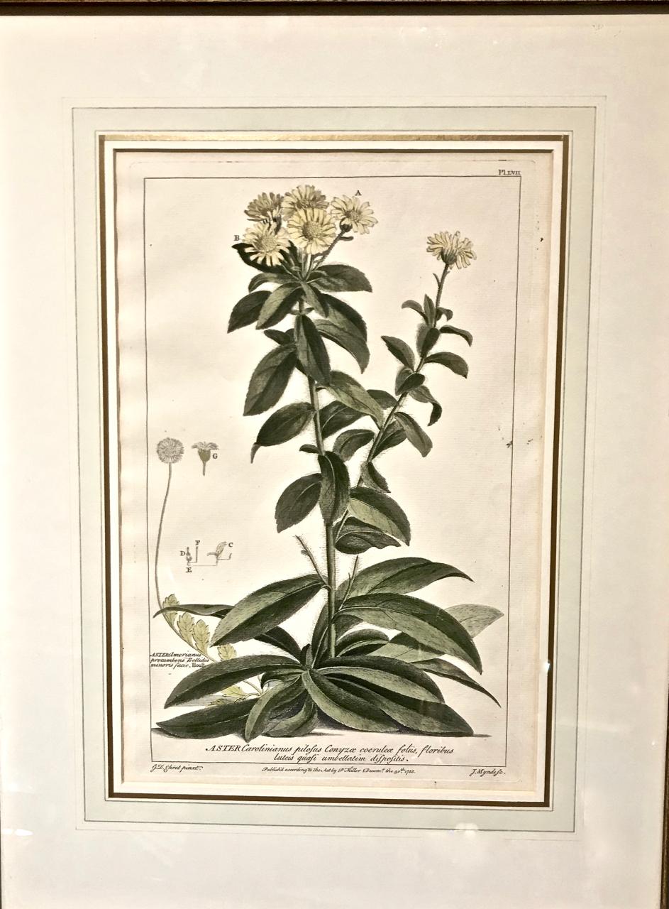 Botanical Engravings, circa 1750, Set of 4 at 1stDibs