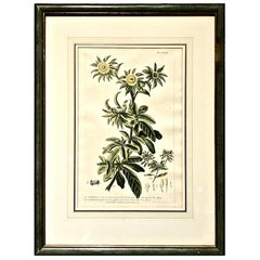 Botanical Engravings, circa 1750, Set of 4