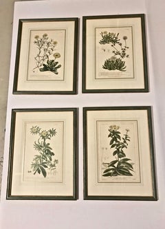 Botanical Engravings, circa 1750, Set of 4