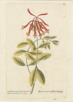 Botanical Engravings: Morning Glory and Virginian Honeysuckle by Ehret, 1760