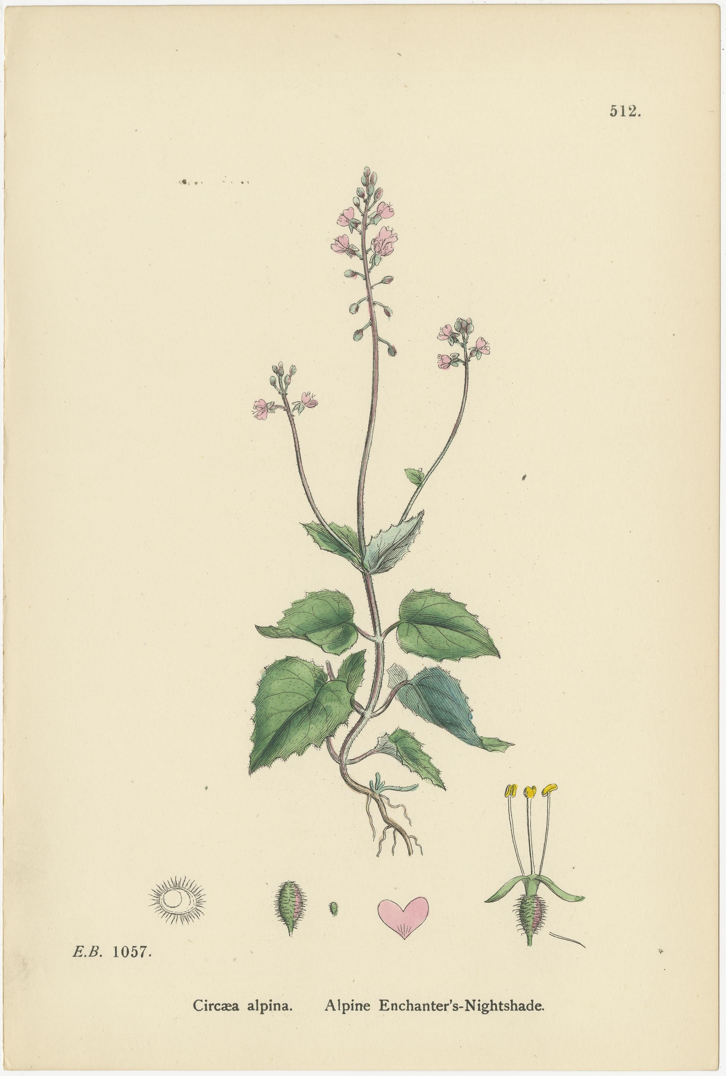 Titolo: Incisioni botaniche colorate a mano di specie di belladonna e di millefoglio, 1902

Descrizione:
Questo elegante set botanico del 1902 presenta tre splendide incisioni colorate a mano che raffigurano delicate piante palustri e boschive. Le