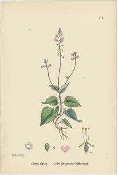 Botanical Engravings of Enchanter’s Nightshade and Water-Milfoil Species, 1902