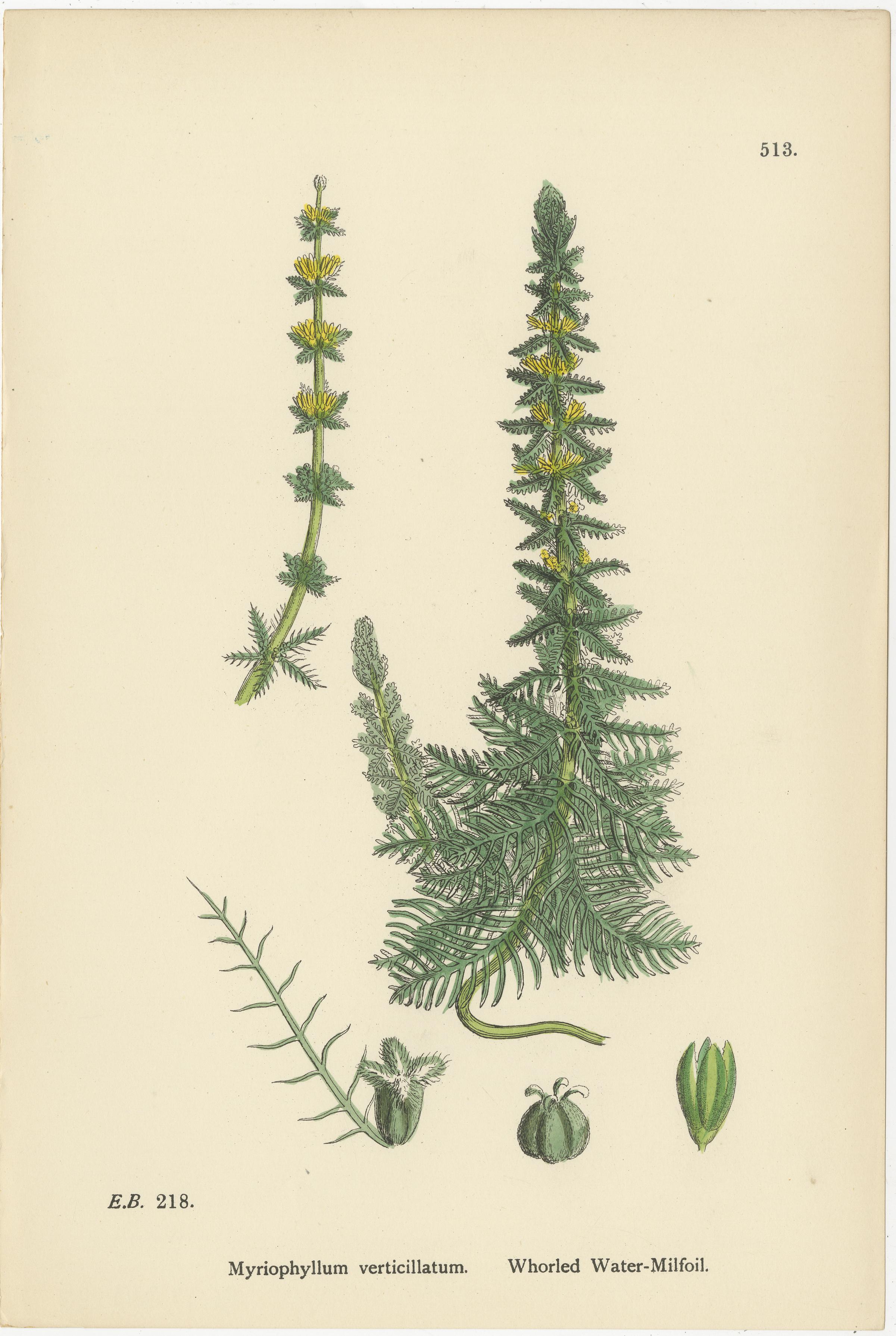 Britannico Incisioni botaniche di specie di belladonna e di millefoglio d'acqua, 1902 in vendita