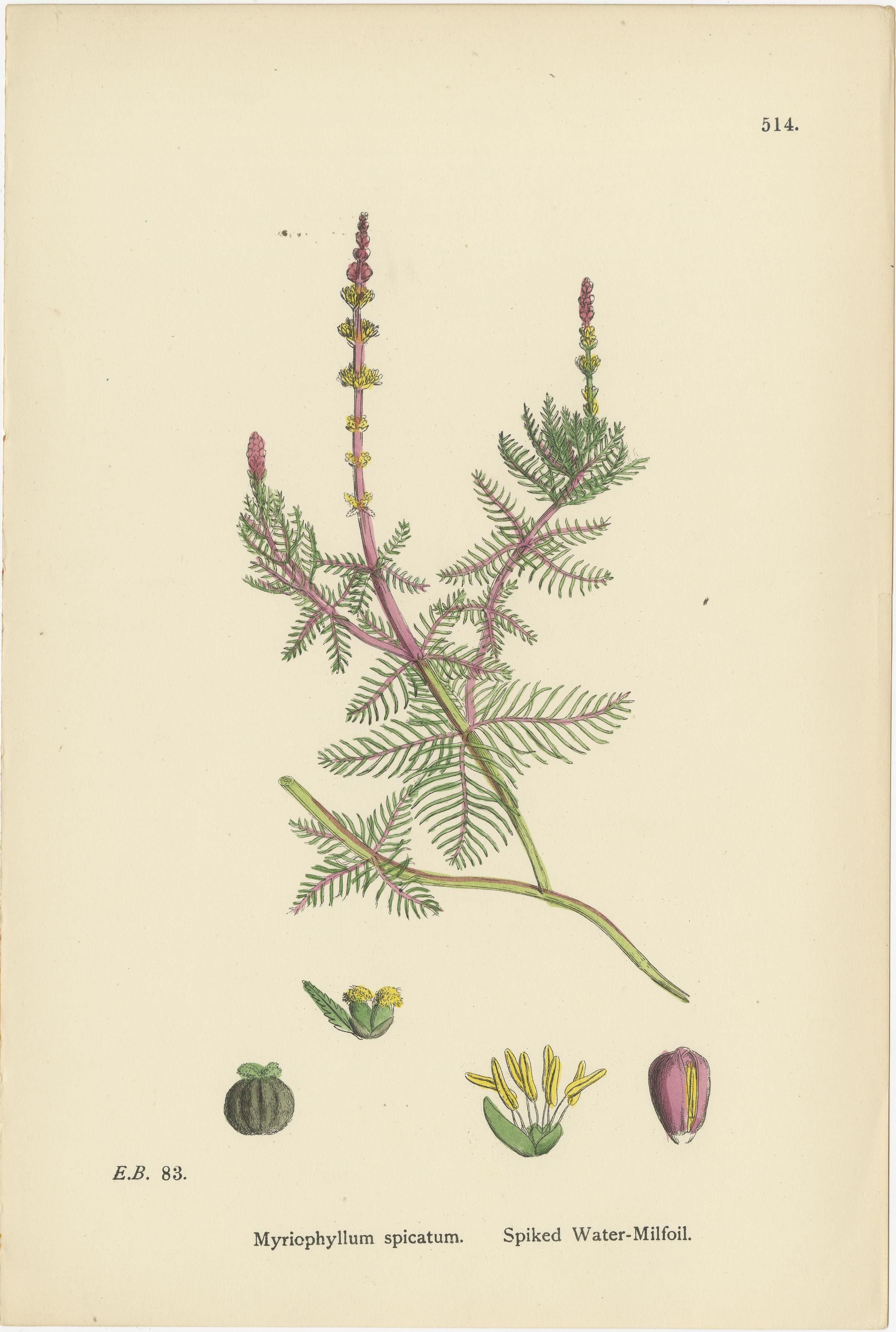 Incisioni botaniche di specie di belladonna e di millefoglio d'acqua, 1902 In condizioni buone in vendita a Langweer, NL