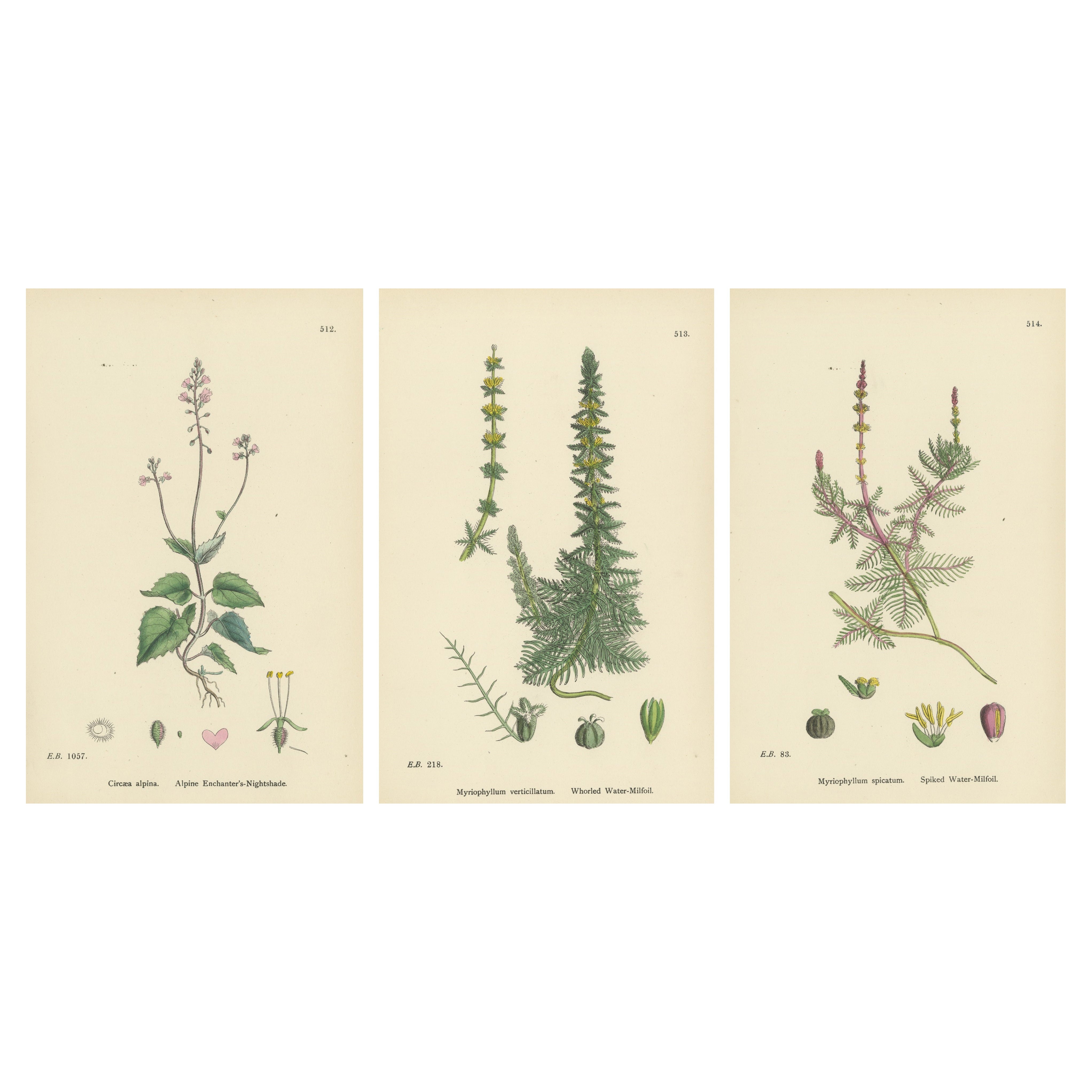 Incisioni botaniche di specie di belladonna e di millefoglio d
acqua, 1902