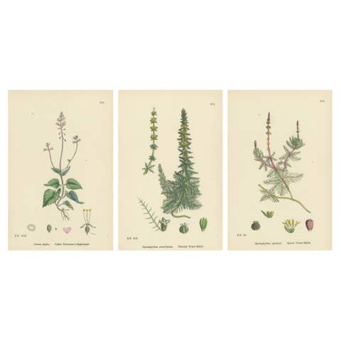 Botanical Engravings of Enchanter’s Nightshade and Water-Milfoil Species, 1902