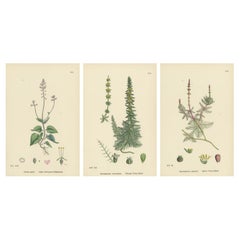 Incisioni botaniche di specie di belladonna e di millefoglio d
acqua, 1902