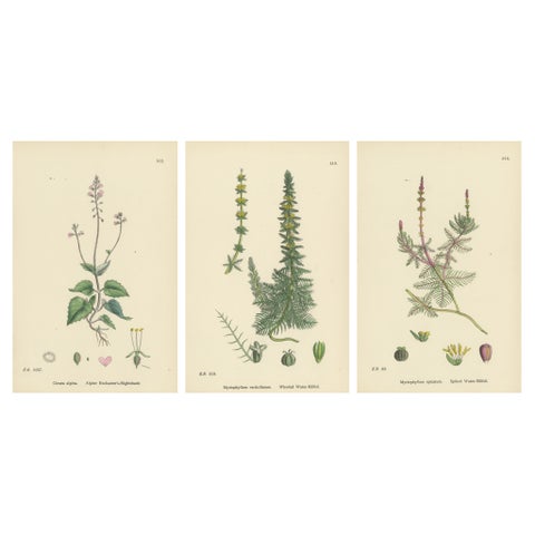 Botanical Engravings of Enchanter’s Nightshade and Water-Milfoil Species, 1902
