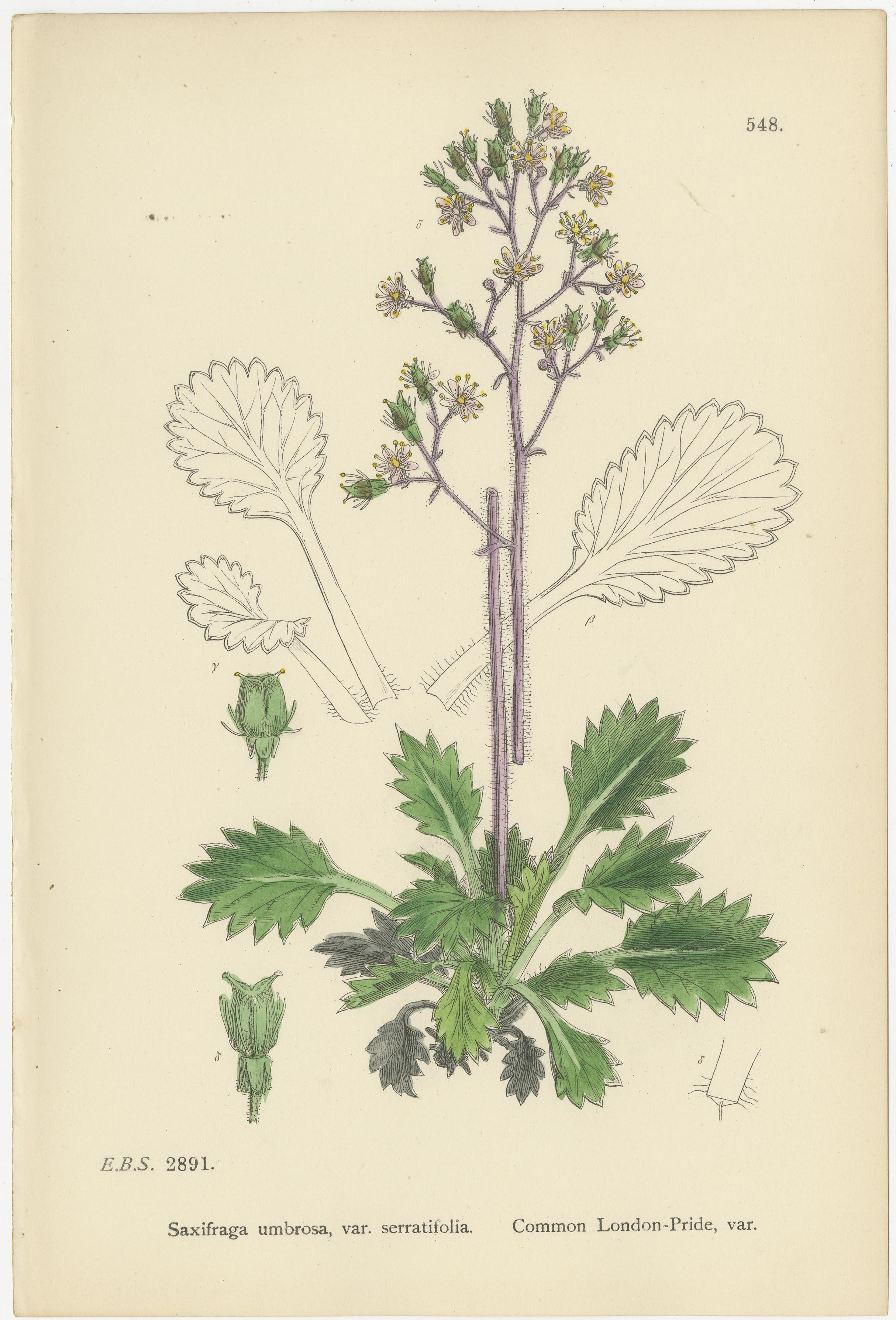 Incisioni botaniche colorate a mano delle varietà London-Pride e della sassifraga gialla di palude, 1902

Descrizione:
Questo elegante trio di incisioni botaniche colorate a mano del 1902 illustra tre specie e varietà distintive di sassifraga: