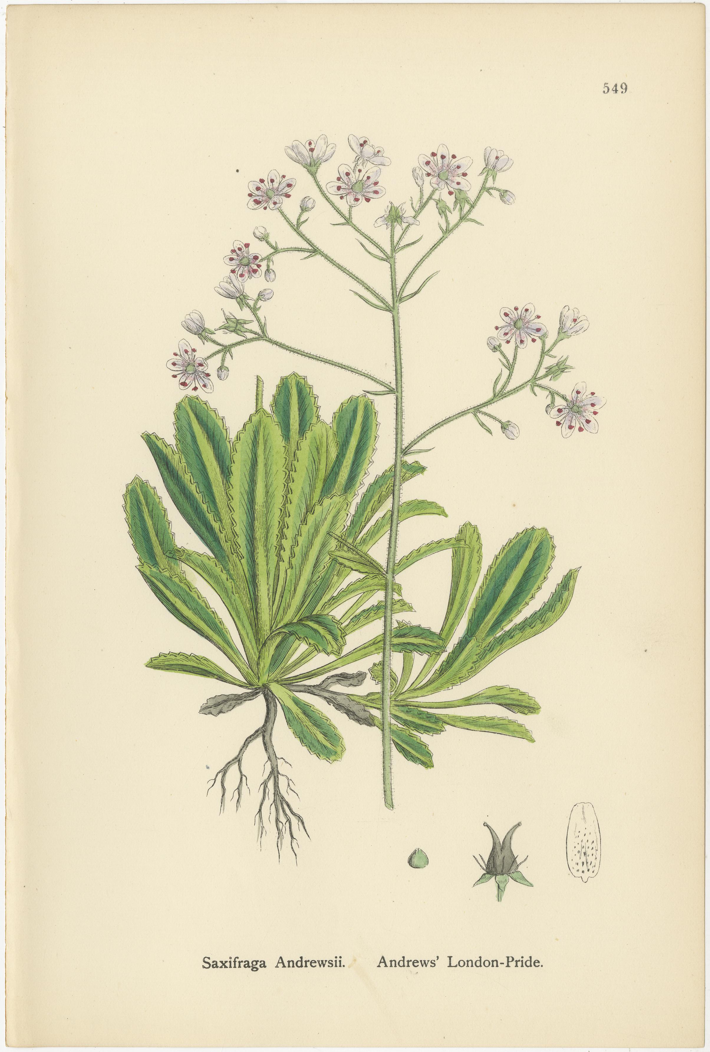 Britannico Incisioni botaniche delle varietà London-Pride e della sassifraga gialla di palude, 1902 in vendita