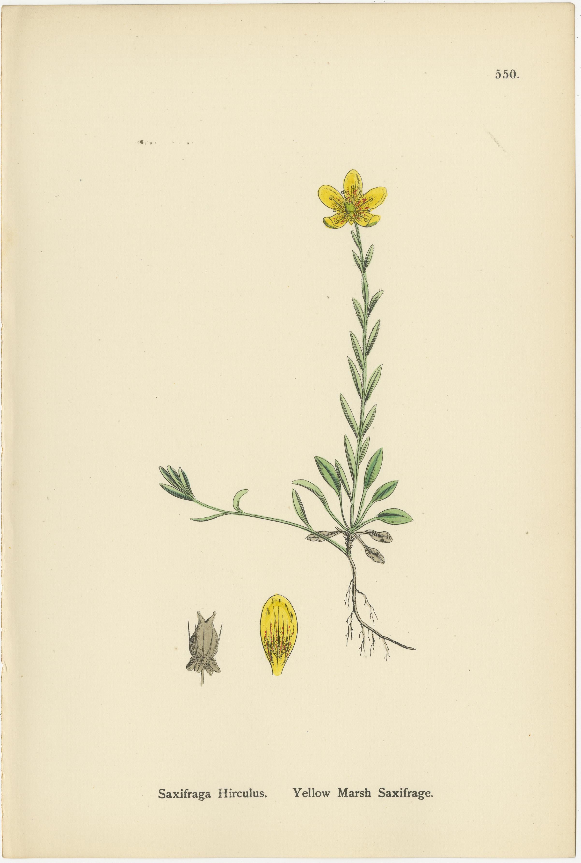 Incisioni botaniche delle varietà London-Pride e della sassifraga gialla di palude, 1902 In condizioni buone in vendita a Langweer, NL
