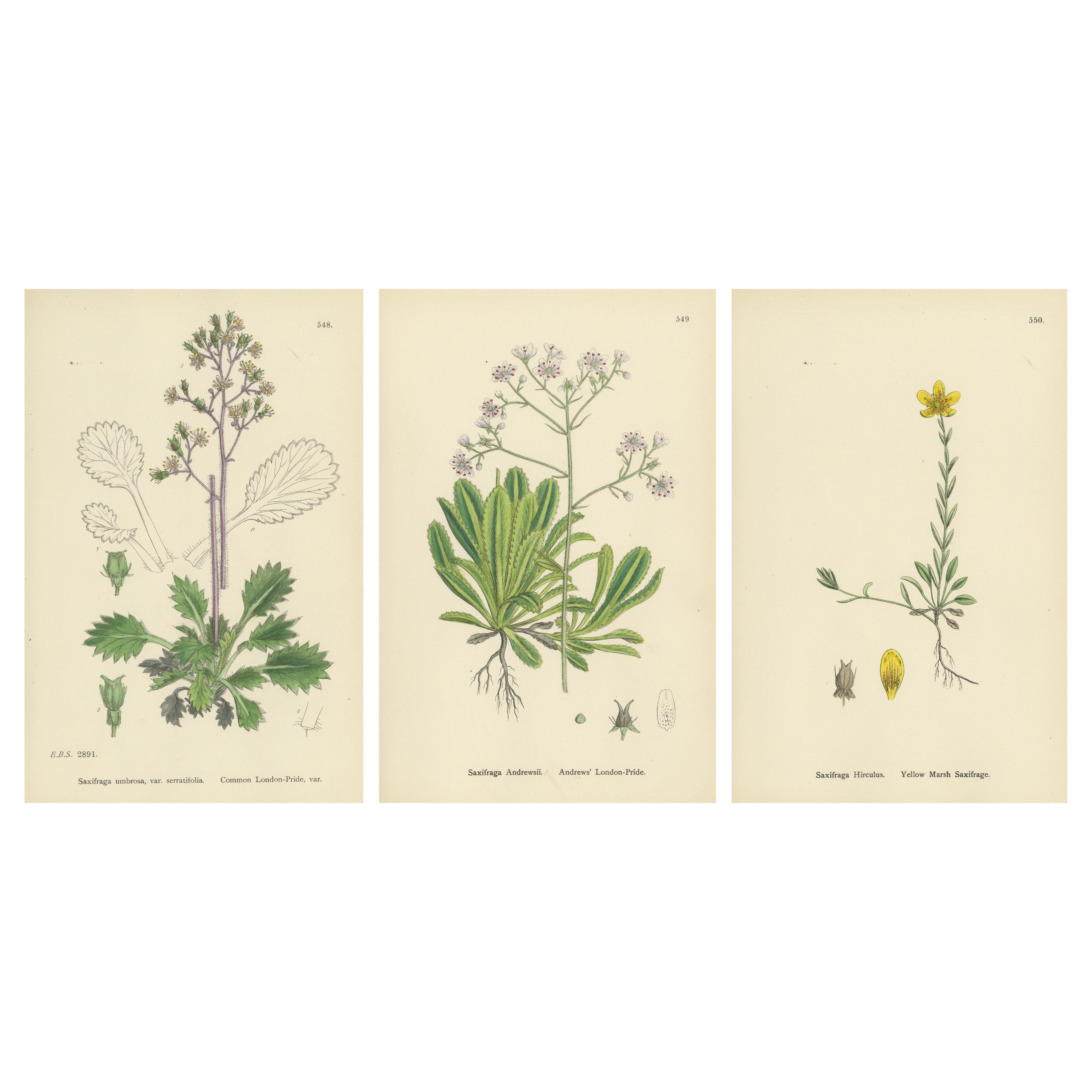 Gravures botaniques des variétés de la fierté londonienne et de la saxifrage des marais jaunes, 1902
