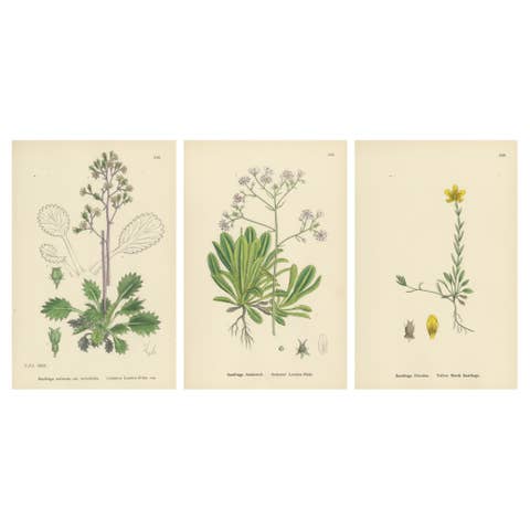 Botanical Engravings of London-Pride Varieties and Yellow Marsh Saxifrage, 1902