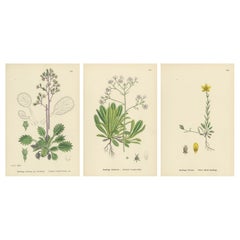 Botanical Engravings of London-Pride Varieties and Yellow Marsh Saxifrage, 1902