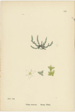 Botanical Engravings of Mossy Tillaea, Rose-root, and Broad-leaved Orpine, 1902